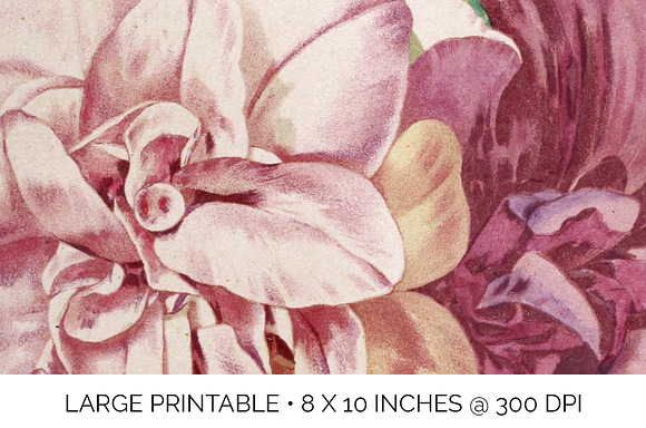 Petunia Bouquet Pink Vintage Flowers in Illustrations - product preview 4
