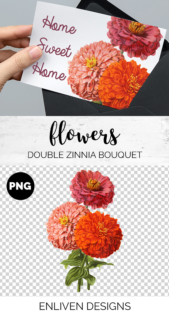 Zinnia Doubles Orange Flowers in Illustrations - product preview 1