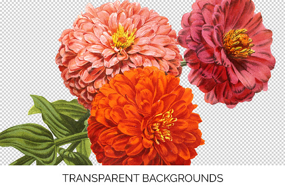 Zinnia Doubles Orange Flowers in Illustrations - product preview 2