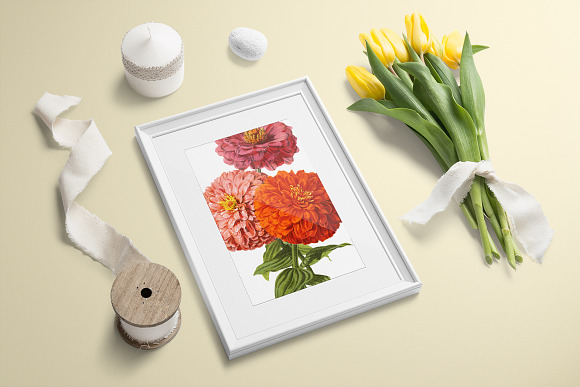 Zinnia Doubles Orange Flowers in Illustrations - product preview 3