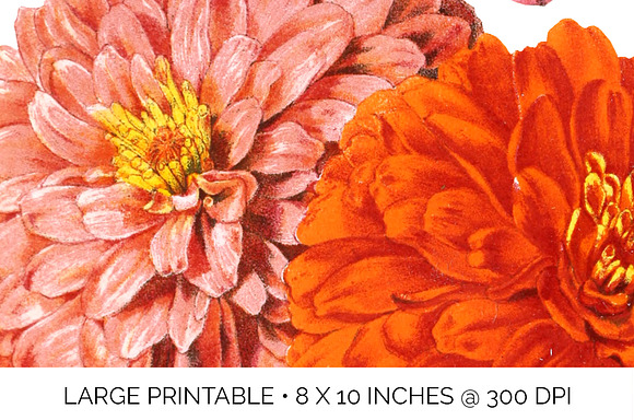 Zinnia Doubles Orange Flowers in Illustrations - product preview 4