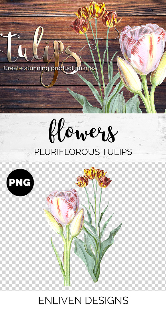 Tulip Pluriflorous Vintage Watercole in Illustrations - product preview 1