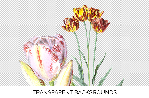 Tulip Pluriflorous Vintage Watercole in Illustrations - product preview 2