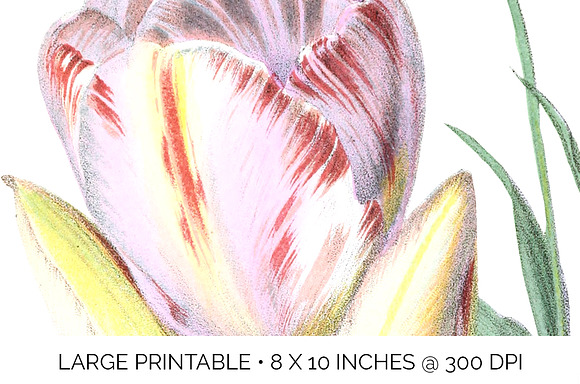 Tulip Pluriflorous Vintage Watercole in Illustrations - product preview 4
