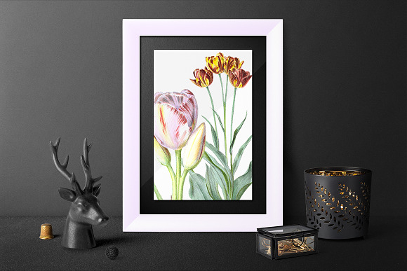 Tulip Pluriflorous Vintage Watercole in Illustrations - product preview 5
