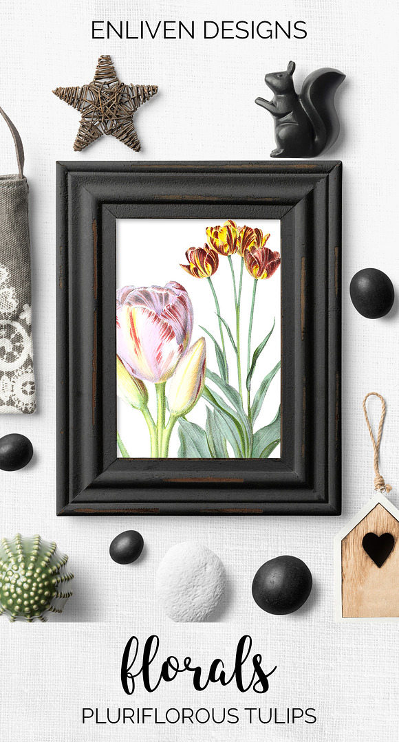 Tulip Pluriflorous Vintage Watercole in Illustrations - product preview 7