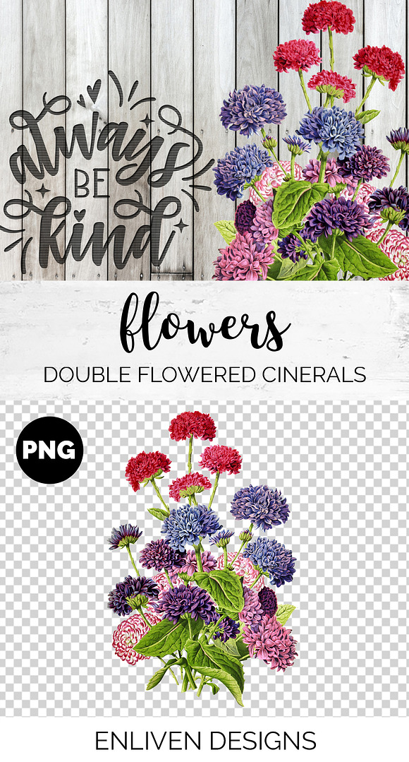Double Flowered Cinerals Vintage in Illustrations - product preview 1
