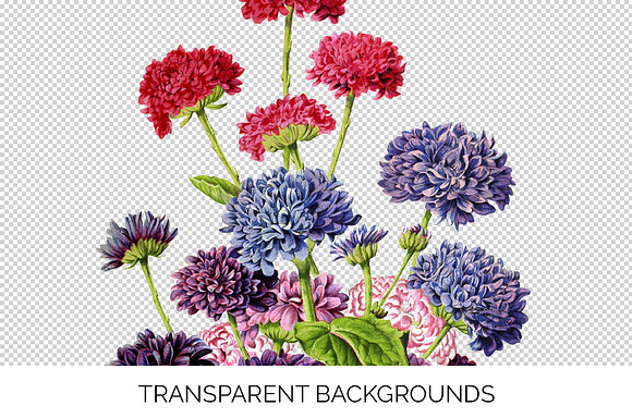 Double Flowered Cinerals Vintage in Illustrations - product preview 2
