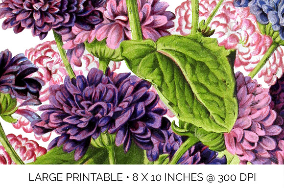 Double Flowered Cinerals Vintage in Illustrations - product preview 4