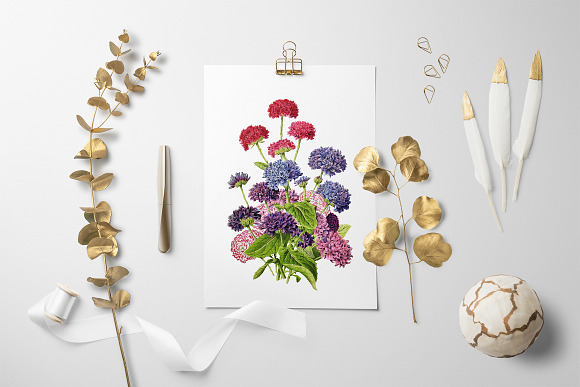Double Flowered Cinerals Vintage in Illustrations - product preview 5