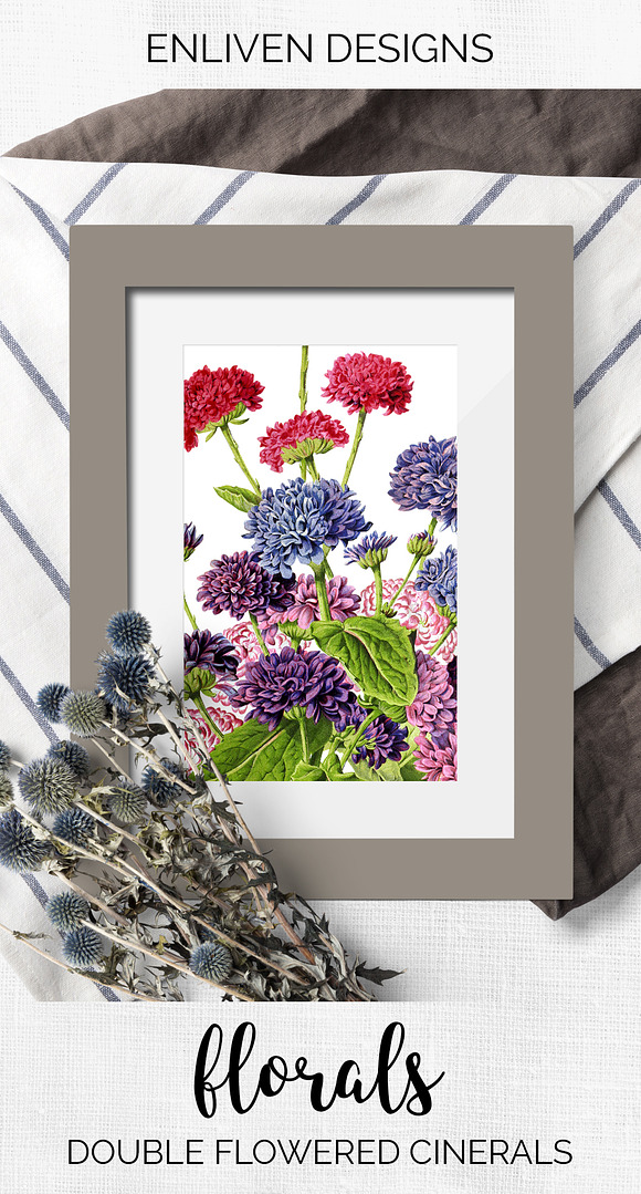 Double Flowered Cinerals Vintage in Illustrations - product preview 7