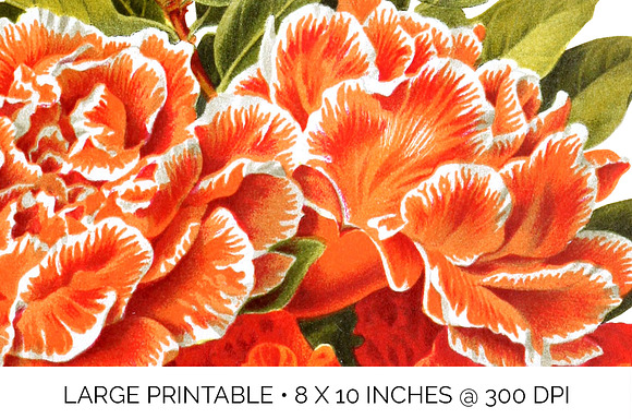 Orange Flower Bouquet Pomegranate in Illustrations - product preview 4