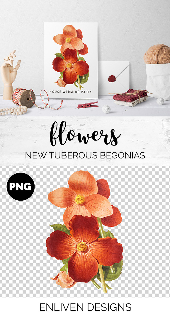Begonias Vintage Watercolor Flowers in Illustrations - product preview 1