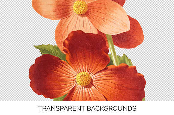 Begonias Vintage Watercolor Flowers in Illustrations - product preview 2