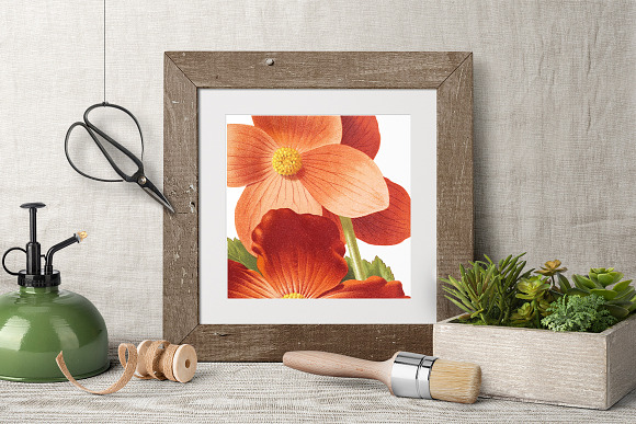 Begonias Vintage Watercolor Flowers in Illustrations - product preview 3