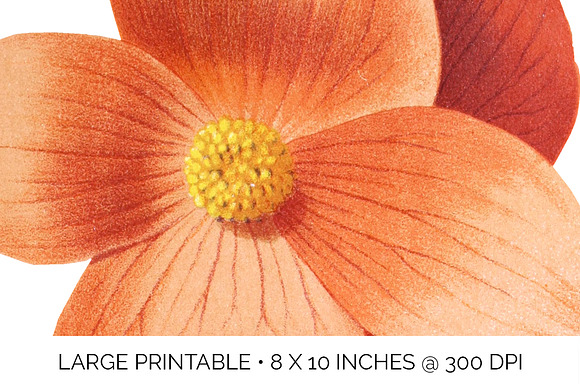 Begonias Vintage Watercolor Flowers in Illustrations - product preview 4