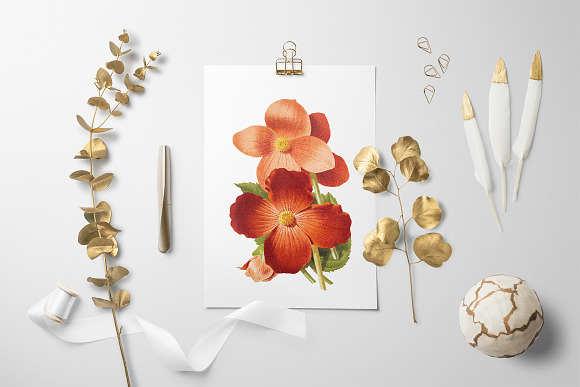 Begonias Vintage Watercolor Flowers in Illustrations - product preview 5