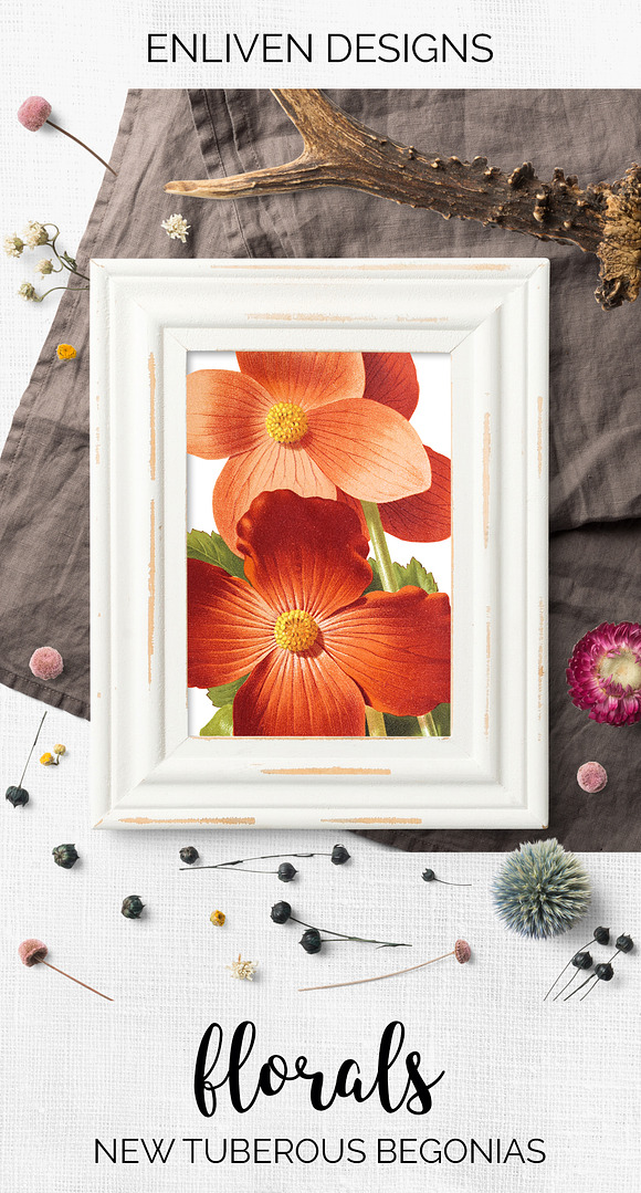 Begonias Vintage Watercolor Flowers in Illustrations - product preview 7