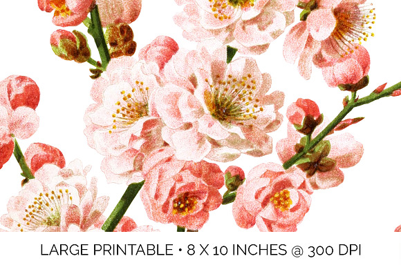 Blossoms Plum Vintage Floral in Illustrations - product preview 4