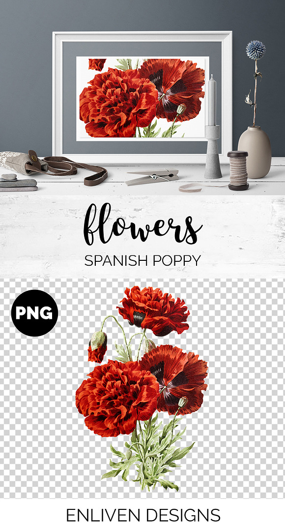 Poppy Spanish Red Flowers in Illustrations - product preview 1