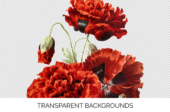 Poppy Spanish Red Flowers in Illustrations - product preview 2