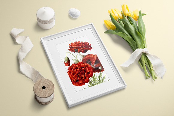 Poppy Spanish Red Flowers in Illustrations - product preview 3