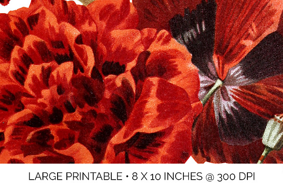 Poppy Spanish Red Flowers in Illustrations - product preview 4