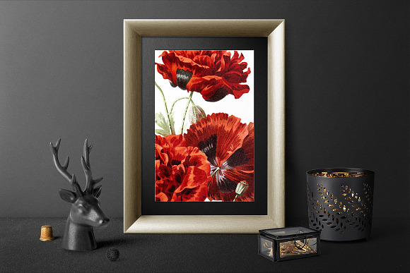 Poppy Spanish Red Flowers in Illustrations - product preview 5