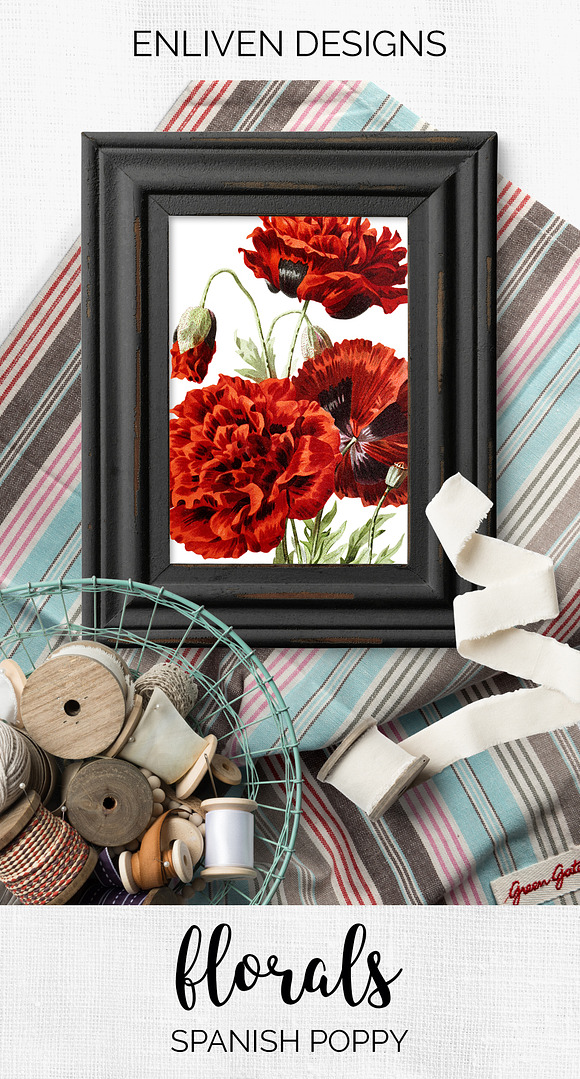 Poppy Spanish Red Flowers in Illustrations - product preview 7