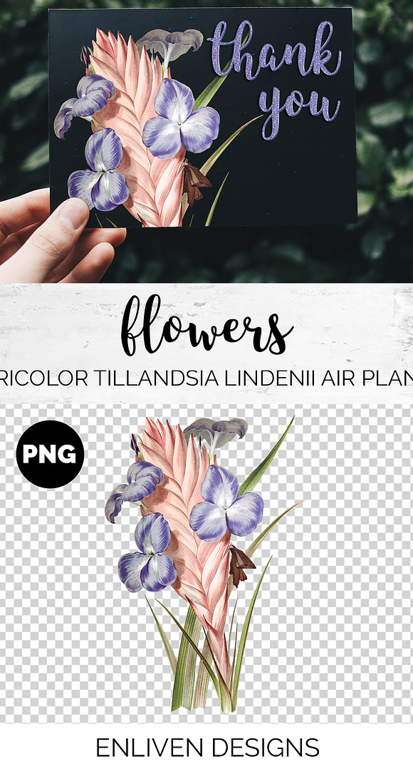 Air Plant Purple Flowers Vintage in Illustrations - product preview 1