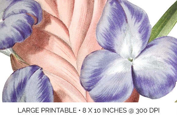 Air Plant Purple Flowers Vintage in Illustrations - product preview 4
