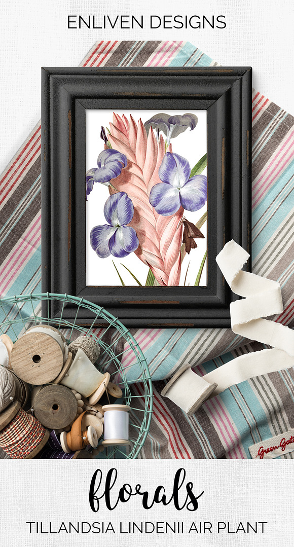 Air Plant Purple Flowers Vintage in Illustrations - product preview 7