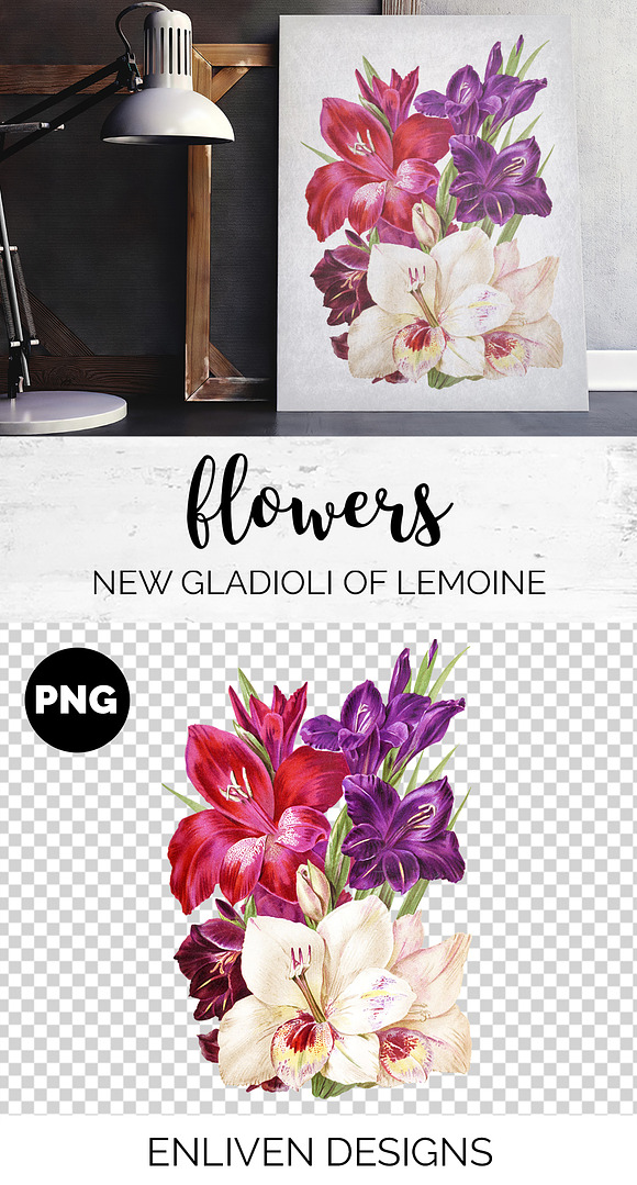 Gladiolus Purple Pink Flowers in Illustrations - product preview 1