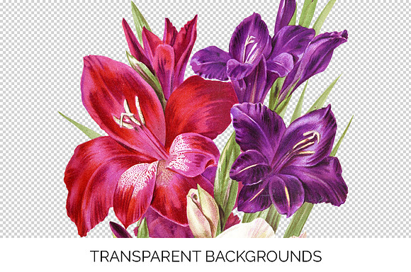 Gladiolus Purple Pink Flowers in Illustrations - product preview 2