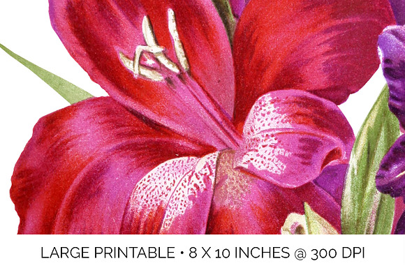 Gladiolus Purple Pink Flowers in Illustrations - product preview 4