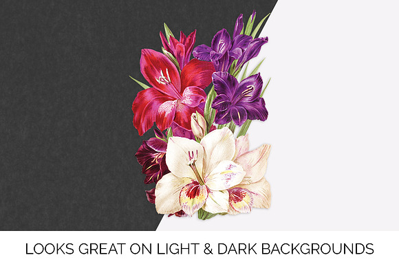 Gladiolus Purple Pink Flowers in Illustrations - product preview 6