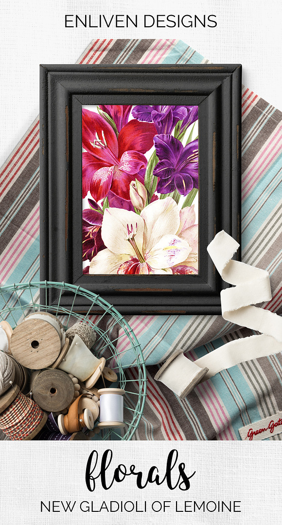 Gladiolus Purple Pink Flowers in Illustrations - product preview 7