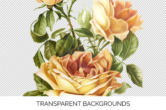 Rose Yellow Flowers in Illustrations - product preview 2