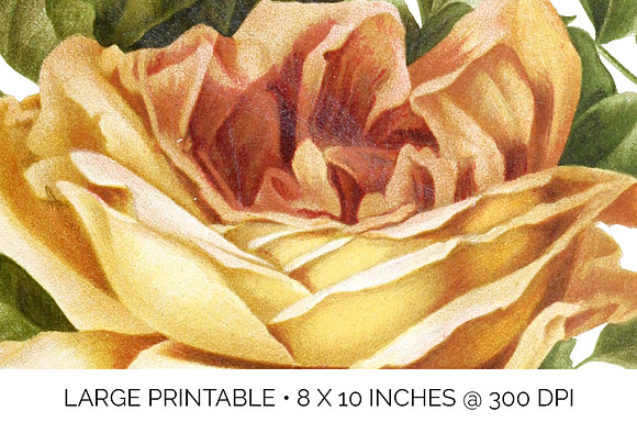 Rose Yellow Flowers in Illustrations - product preview 4