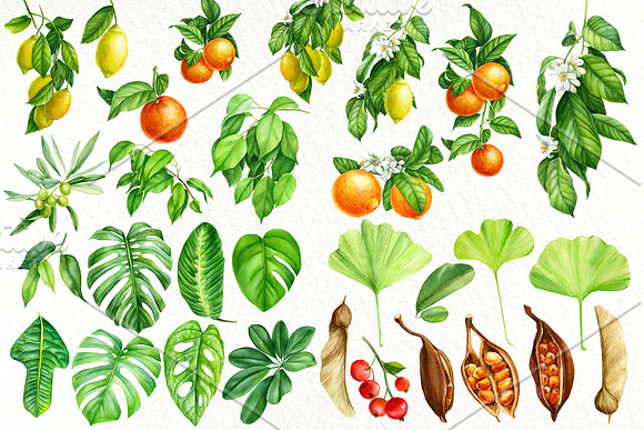 Tropical flowers, fruits, leaves in Illustrations - product preview 1