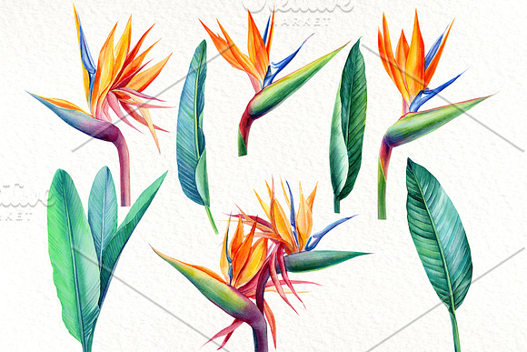 Tropical flowers, fruits, leaves in Illustrations - product preview 3