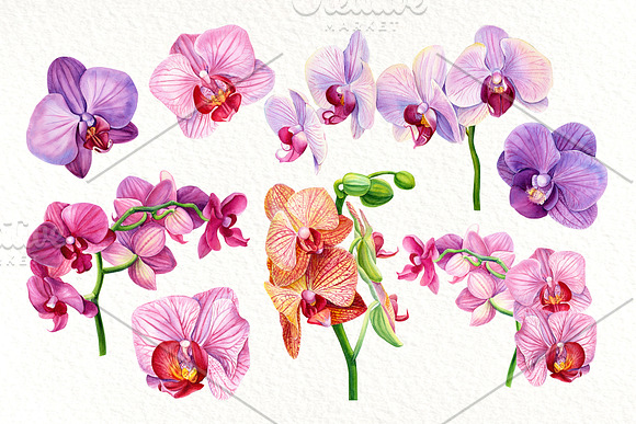 Tropical flowers, fruits, leaves in Illustrations - product preview 4