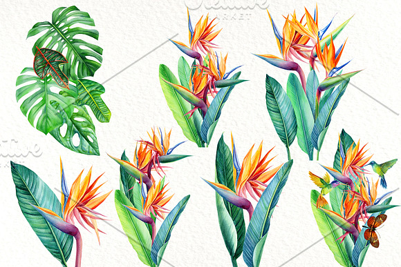 Tropical flowers, fruits, leaves in Illustrations - product preview 7