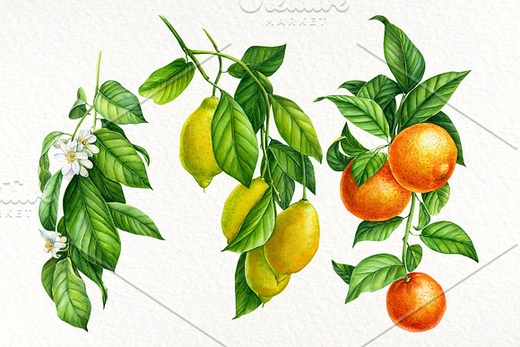 Tropical flowers, fruits, leaves in Illustrations - product preview 9