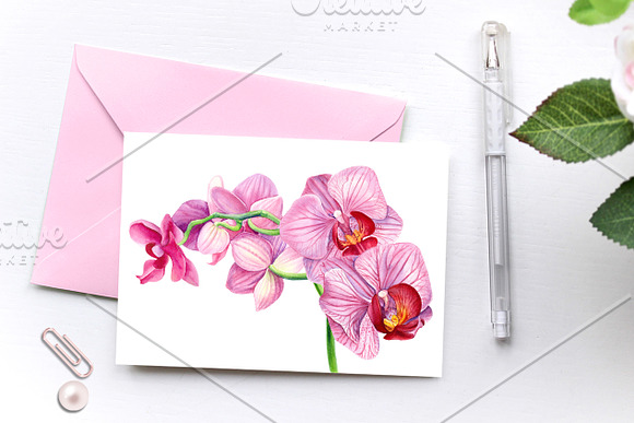 Tropical flowers, fruits, leaves in Illustrations - product preview 11