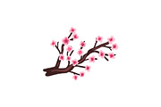 Sakura cherry branch with blooming
