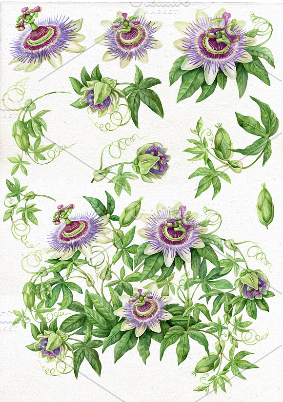 Watercolor Passion Flower. in Illustrations - product preview 1