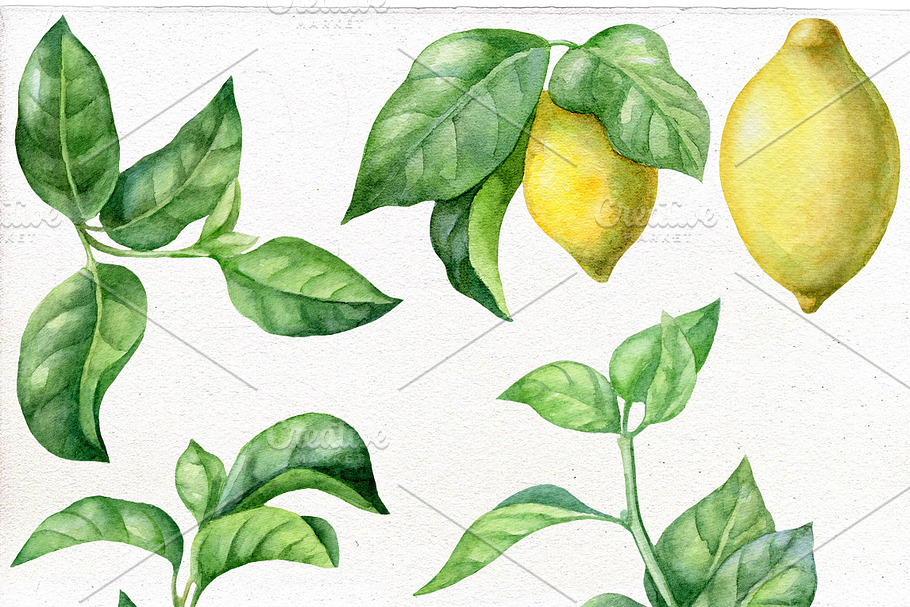 Watercolor Lemons Clipart. in Illustrations - product preview 8