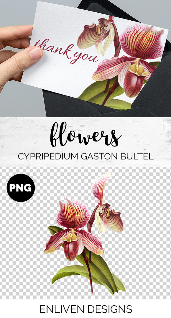 Orchid Cypripedium Gaston Flowers in Illustrations - product preview 1