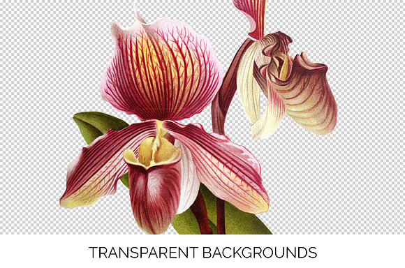 Orchid Cypripedium Gaston Flowers in Illustrations - product preview 2